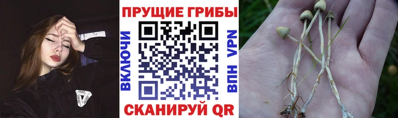 Купить где  Карабаново  Галлюциногенные грибы GOLDEN TEACHER 
